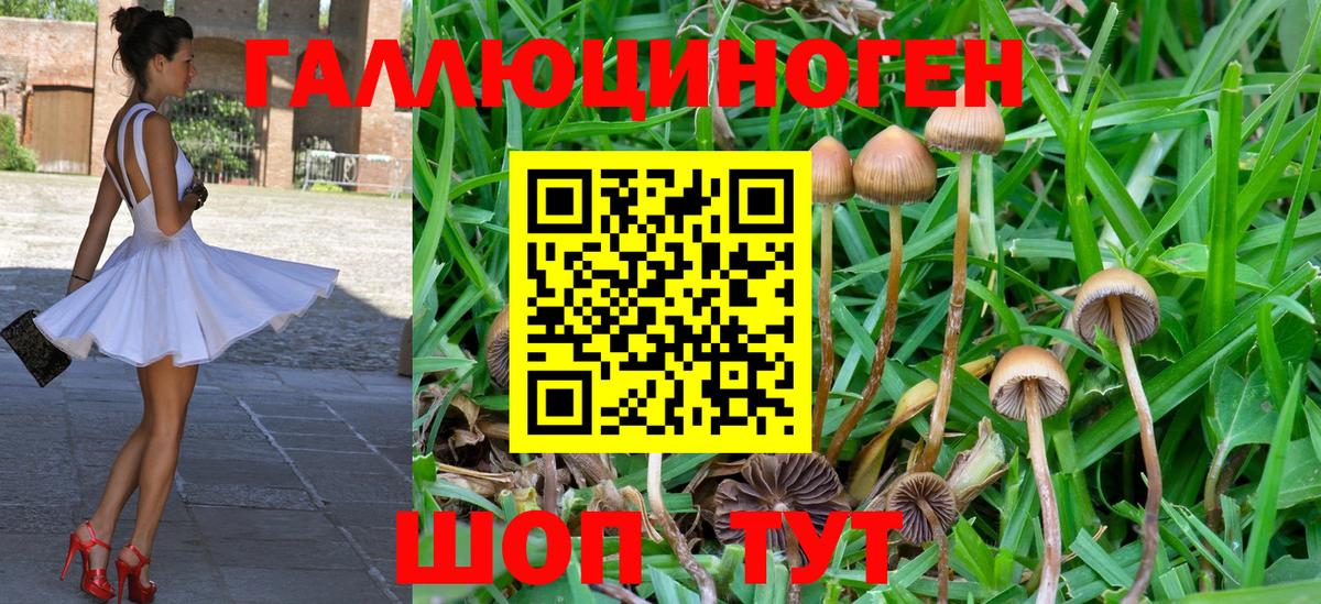 Галлюциногенные грибы Psilocybe Алексин